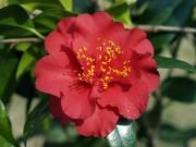 Camellia Maroon &amp; Gold-Attractive Maroon Blooms