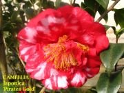 Camellia Pirates Gold Variegate Plant-Dark Red &amp; White Blooms
