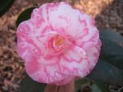 Camellia Rena Swick Variegated Plant - Gorgeous Pink &amp; White