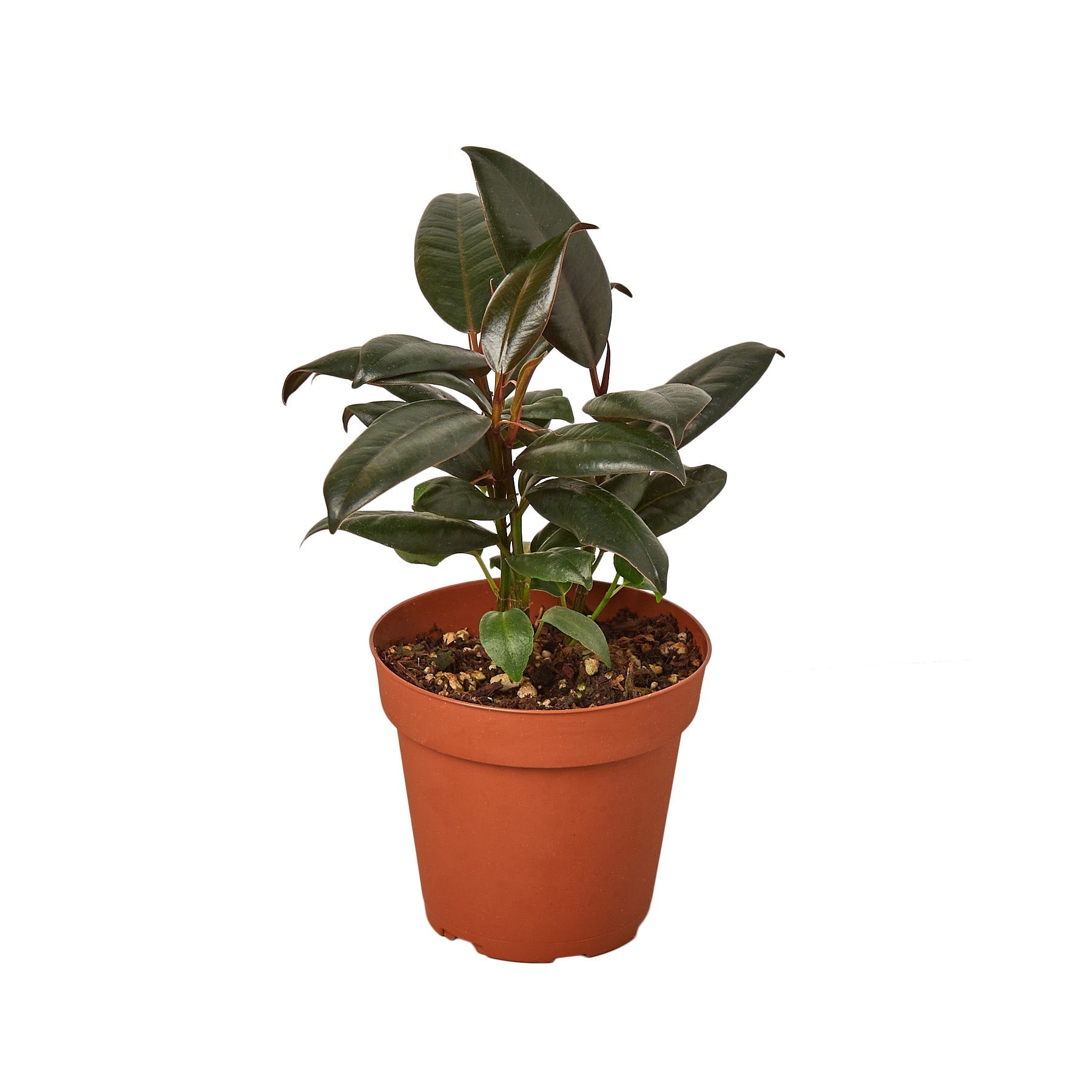 Ficus Elastica &