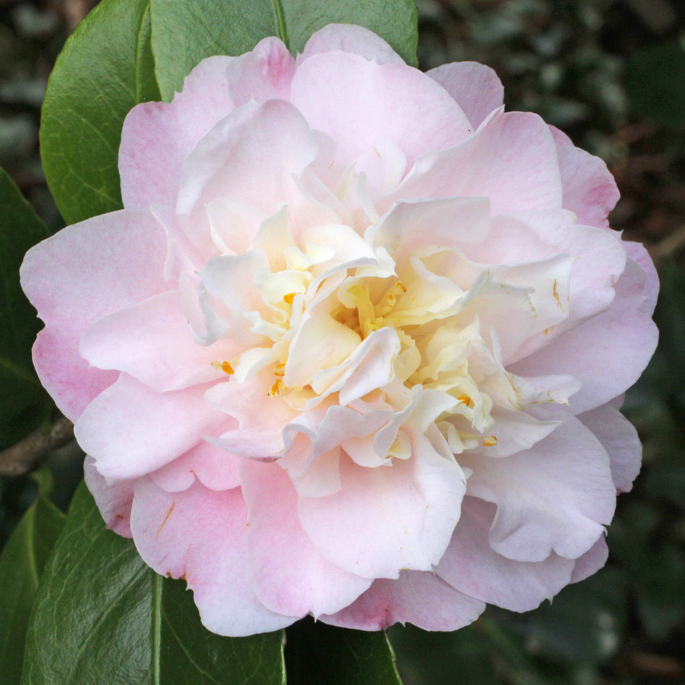 Camellia Nina Avery-White Washed Rose Pink Blooms