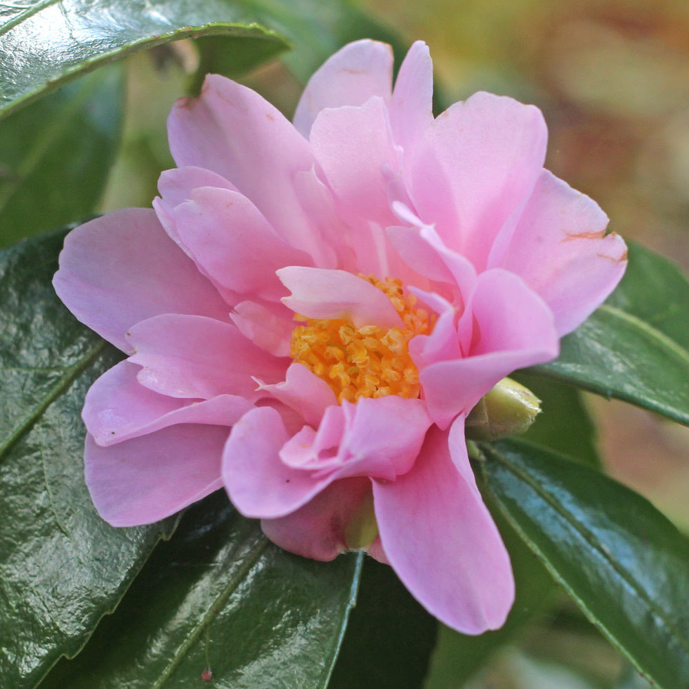 Winters Charm Camellia-Lavender Pink Peony Blooms