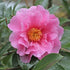 Camellia S. Winter&