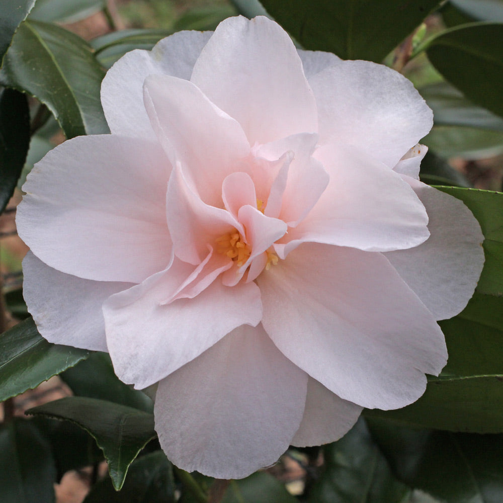 Moonlight Bay Camellia-Exceptional Flushed Pink Blooms