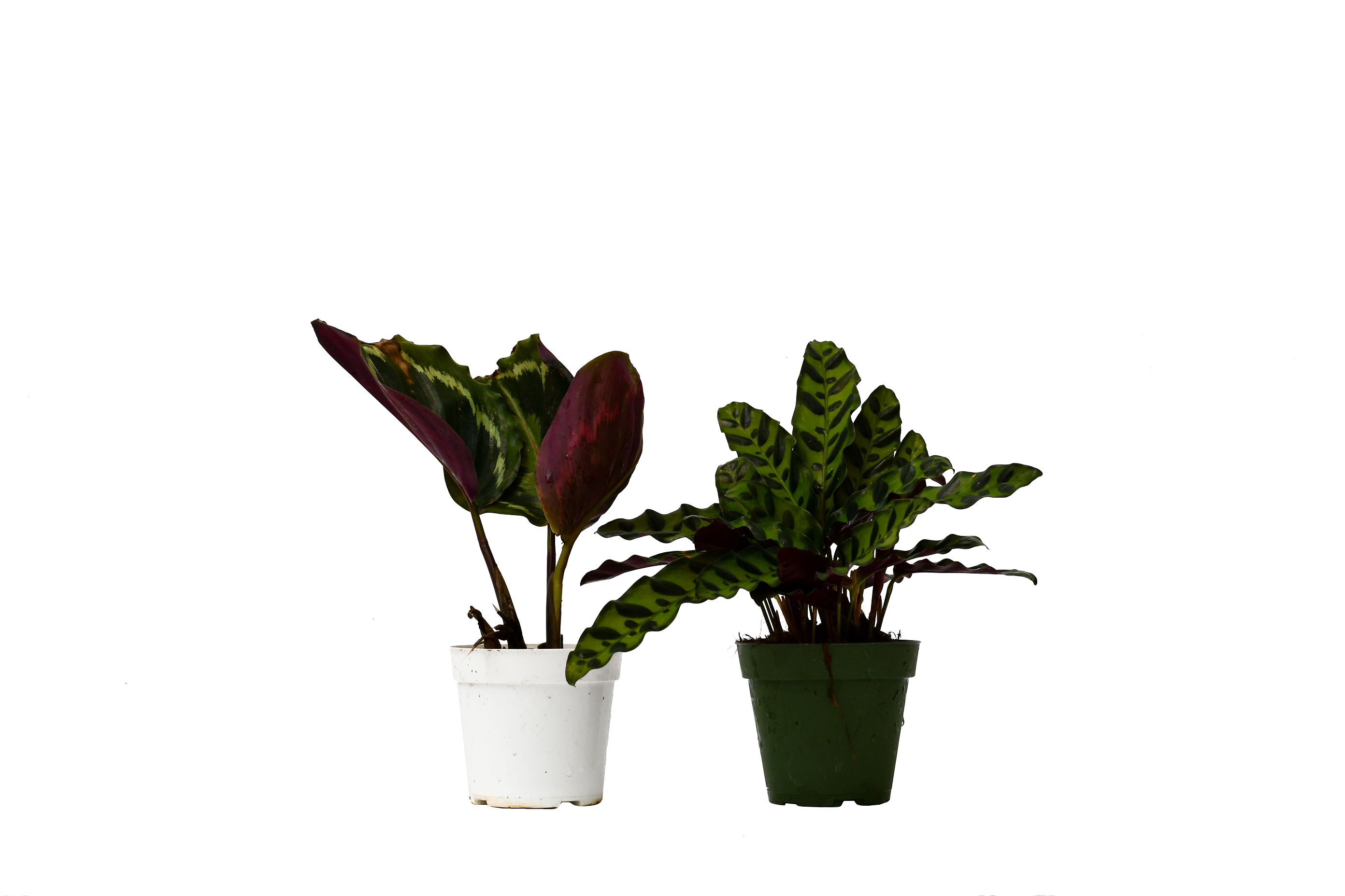 2 Calathea Plants Variety Pack in 4&quot; Pots