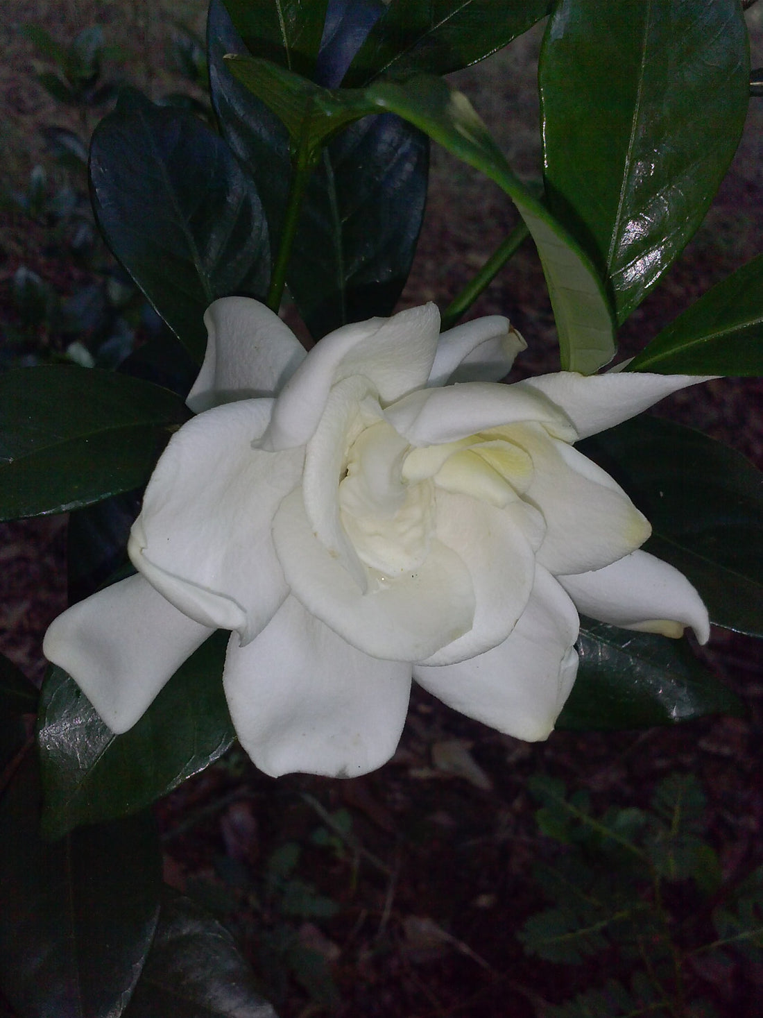Chuck Hayes Gardenia - Gorgeous White Blooms and Glossy, Green Leaves. Very Fragrant.