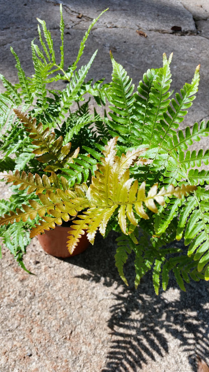 Autumn Fern, One of The Showiest Ferns, Dazzling Display of Color For Every Season-Starting From Copper To Light Green To Orange Copper.