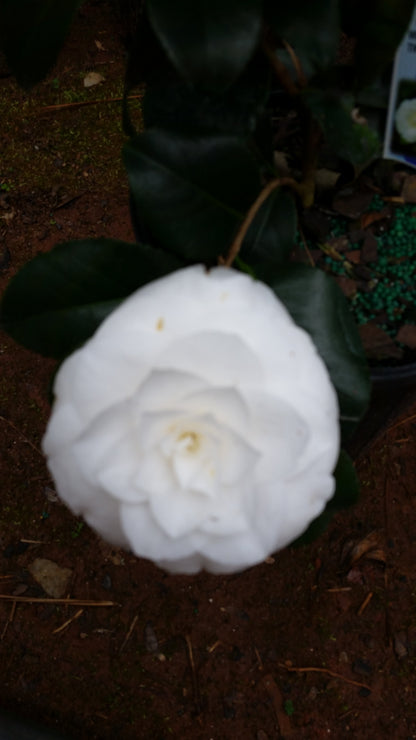 (Quart ) Camellia Sea Foam Flower Plant - Pure White Flower