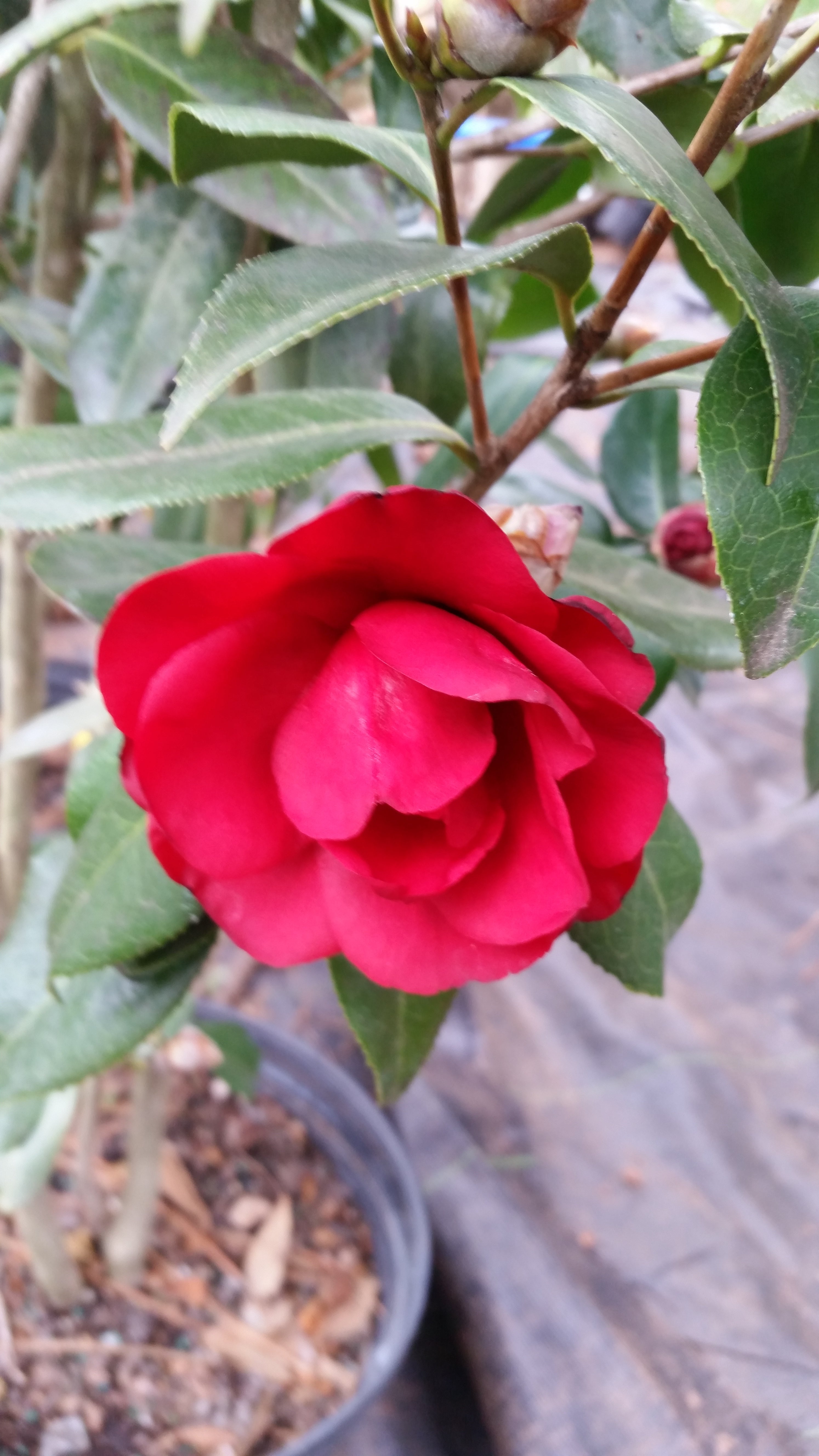 (3 Gallon) April Melody Camellia (Cold Hardy)