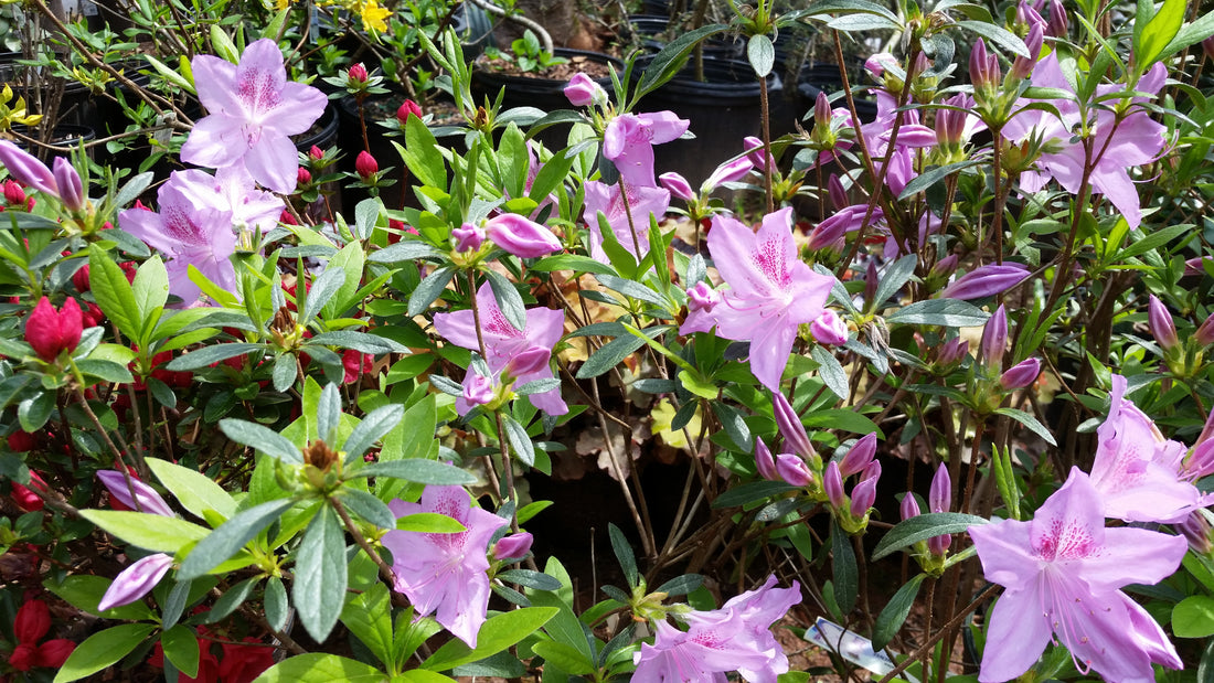 George Tabor Azalea- Waves of Pastel Orchid with a Deep Rose Colored Throat and Rose Pink Specks.