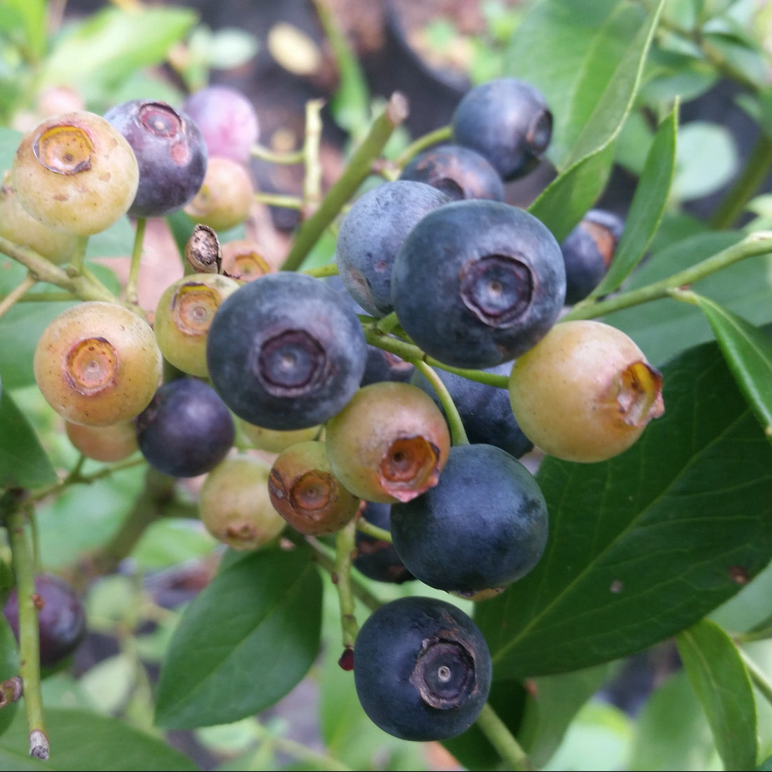 Alice Blue Blueberry Shrub, Fruit Ripens Early, Good Color and Size
