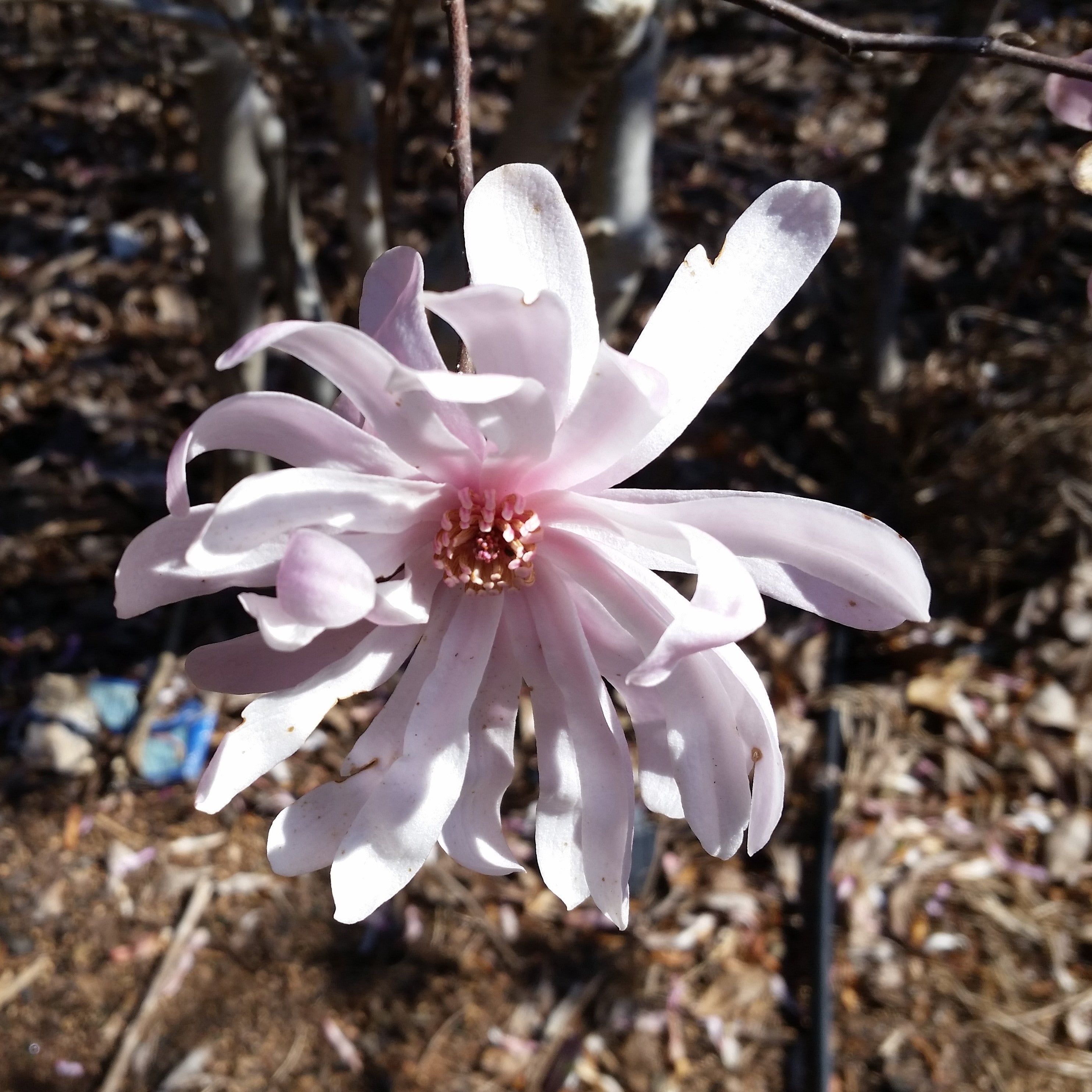 Waterlily Magnolia- Star Magnolia, Dazzling Fragrant White Flowers