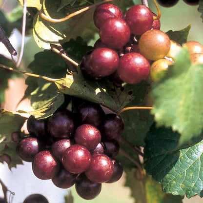 (1 Gallon) Scarlett Muscadine Grape Vine Shrub - Female Red Color, Great Source of Antioxidants