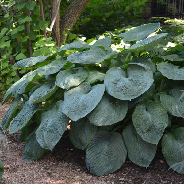 (1 Gallon) Hosta Sieboldiana Elegans- Hosta Sieboldiana is a Large, Thick, Puckered, Cupped, Wide-Oval, Green Leaves