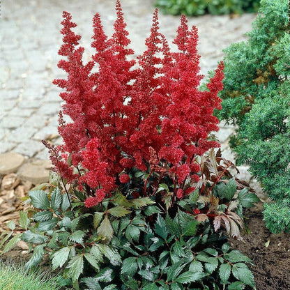 Astilbe Arendsii Fanal False Spirea Foliage Emerges Bronze and Turns To Dark Green In The Summer, Blooms Dark Red On Upright Plumes.