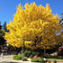 Ginkgo Tree Unusual Leaf- Great Yellow Fall Color, Historical Tree