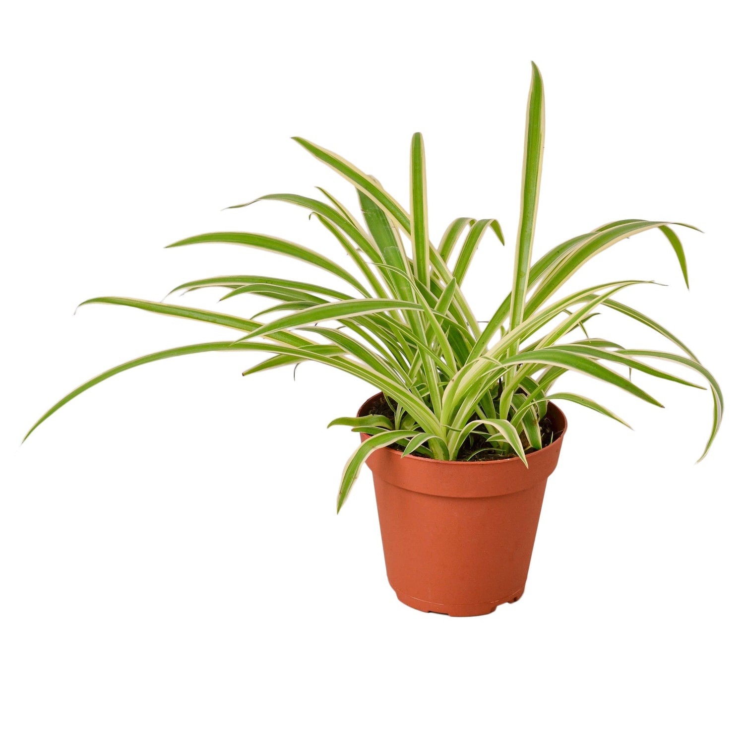 Spider Plant Reverse - 4&quot; Pot - NURSERY POT ONLY
