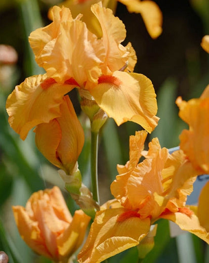 1 Gallon Pot:Iris Germanica &