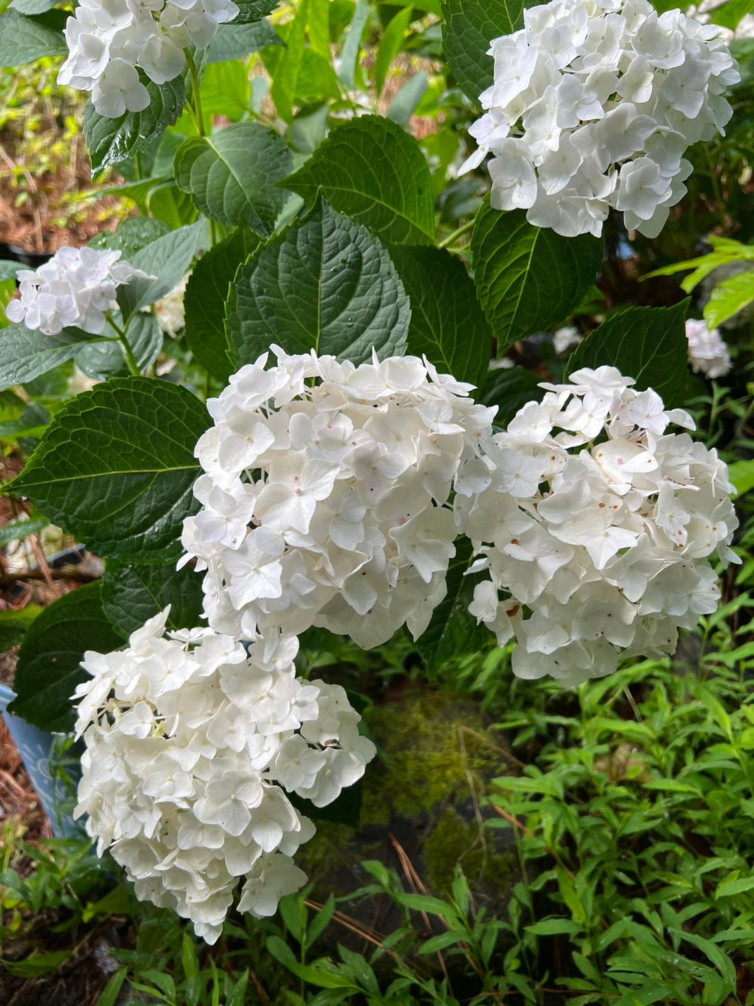 Blushing Bride Endless Summer Hydrangea- Pure White Semi-Double Florets,Which Mature To Blush Pink Or Carolina Blue, Depending On Soil Ph