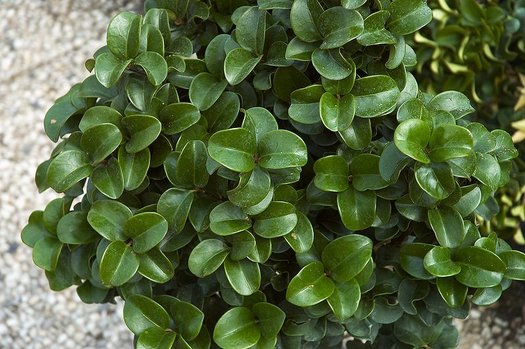 Ligustrum Coriaceum- Very Attractive Dark Green Foliage with An Upright, Stiff Growth Habit.