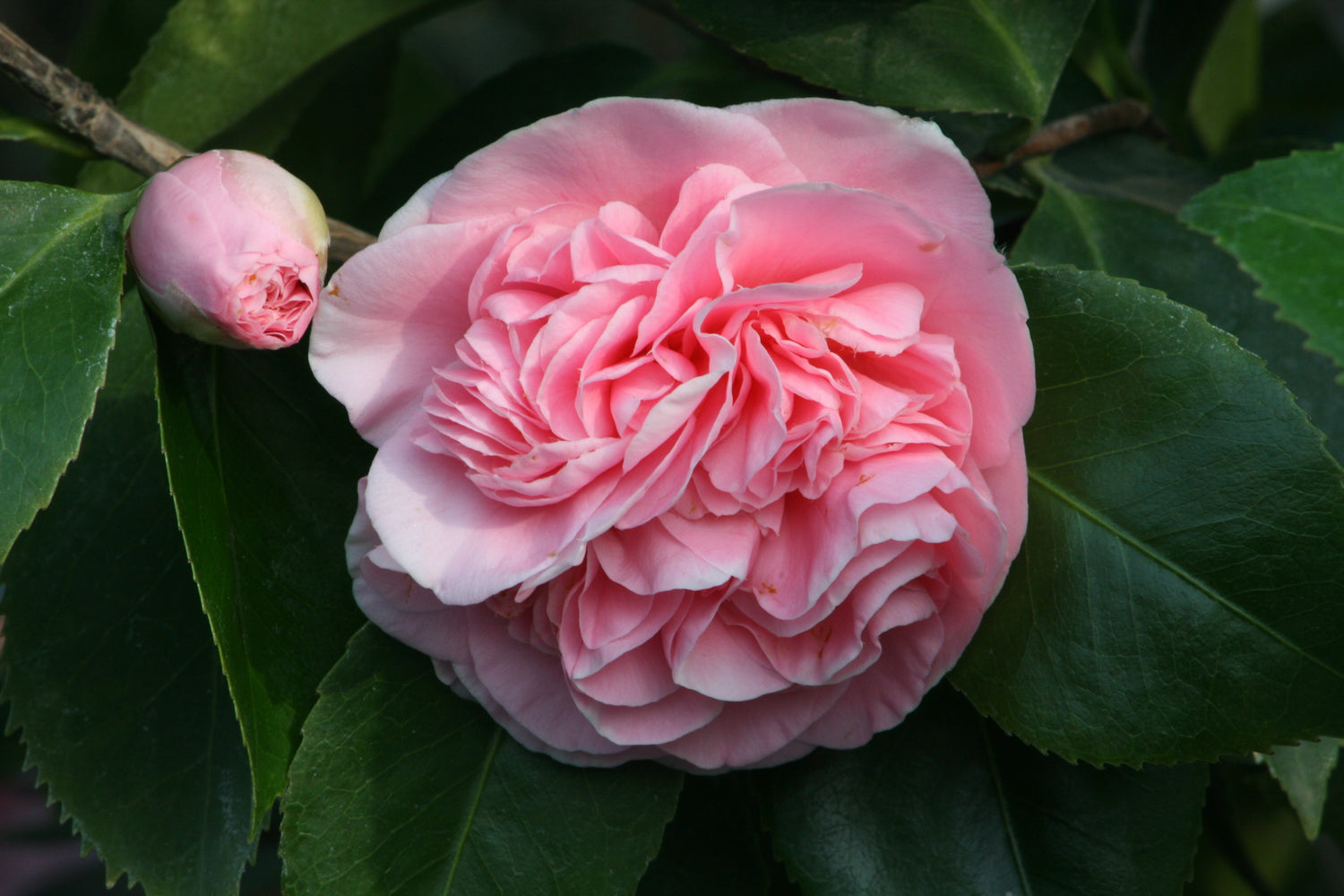 Camellia Red Debutante-Elegant Dark Pink Blooms