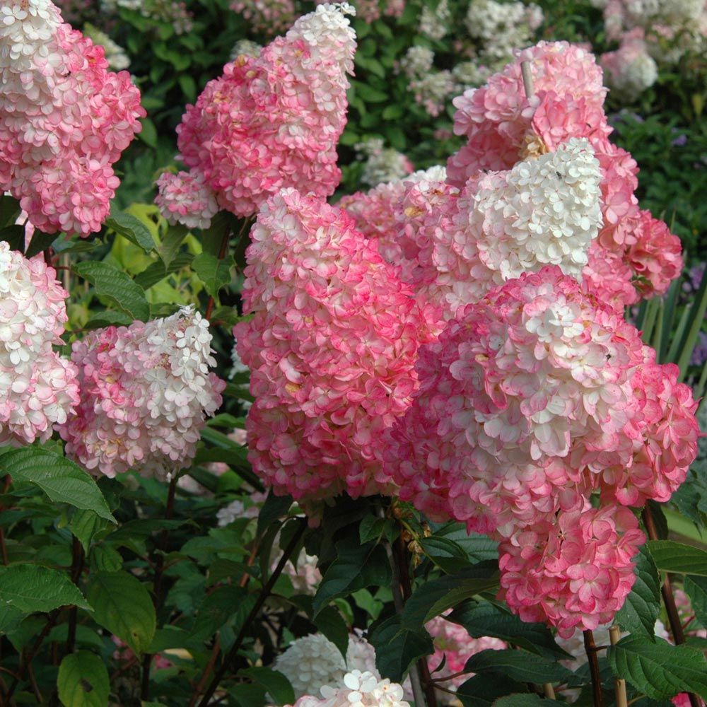 Vanilla Strawberry Hydrangea - Impressively Large, Exquisite White Blooms Turn Pink To Burgundy In Fall.