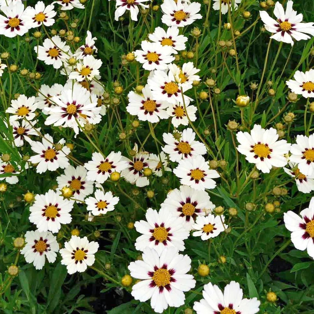 Quart Pot/10 Count Flat: Coreopsis Big Bang &