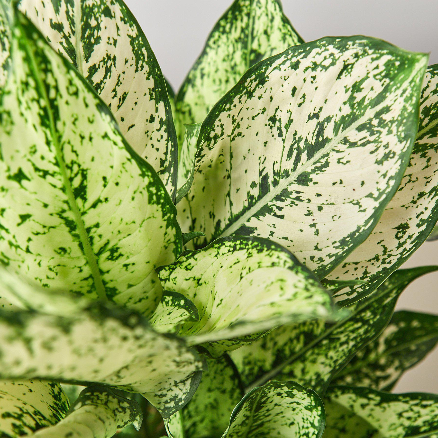 Chinese Evergreen &