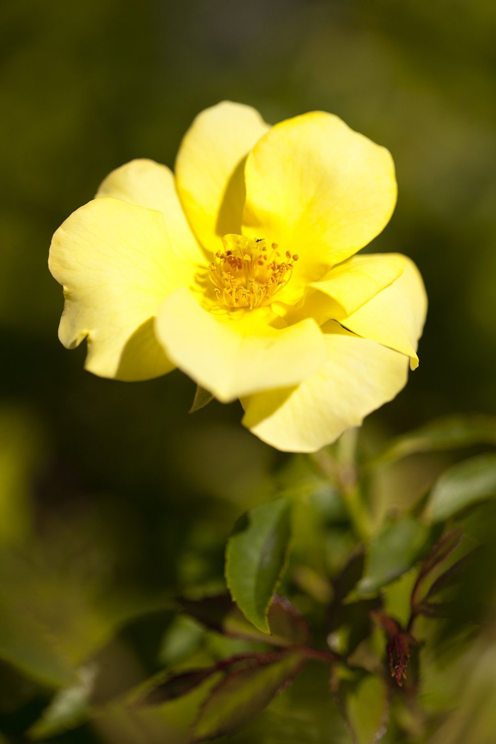 (1 Gallon) Thrive Lemon Rose, Fragrant, Beautiful Yellow Flowers, . The Buds and Flowers Are Yellow When They Open and Then Gradually Fade To White