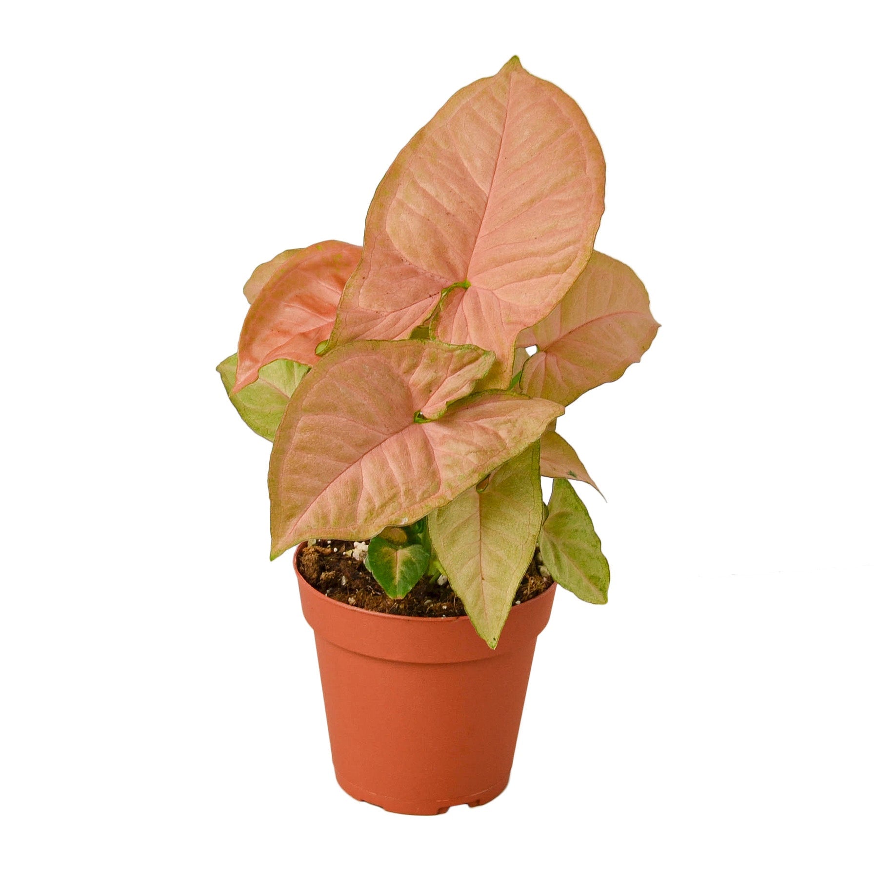 Syngonium Strawberry - 4&quot; Pot - NURSERY POT ONLY