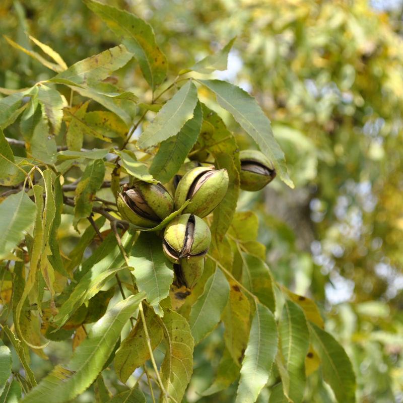 Pawnee Pecan Trees Produce a Large Nut That Has a Medium Soft Papershell.