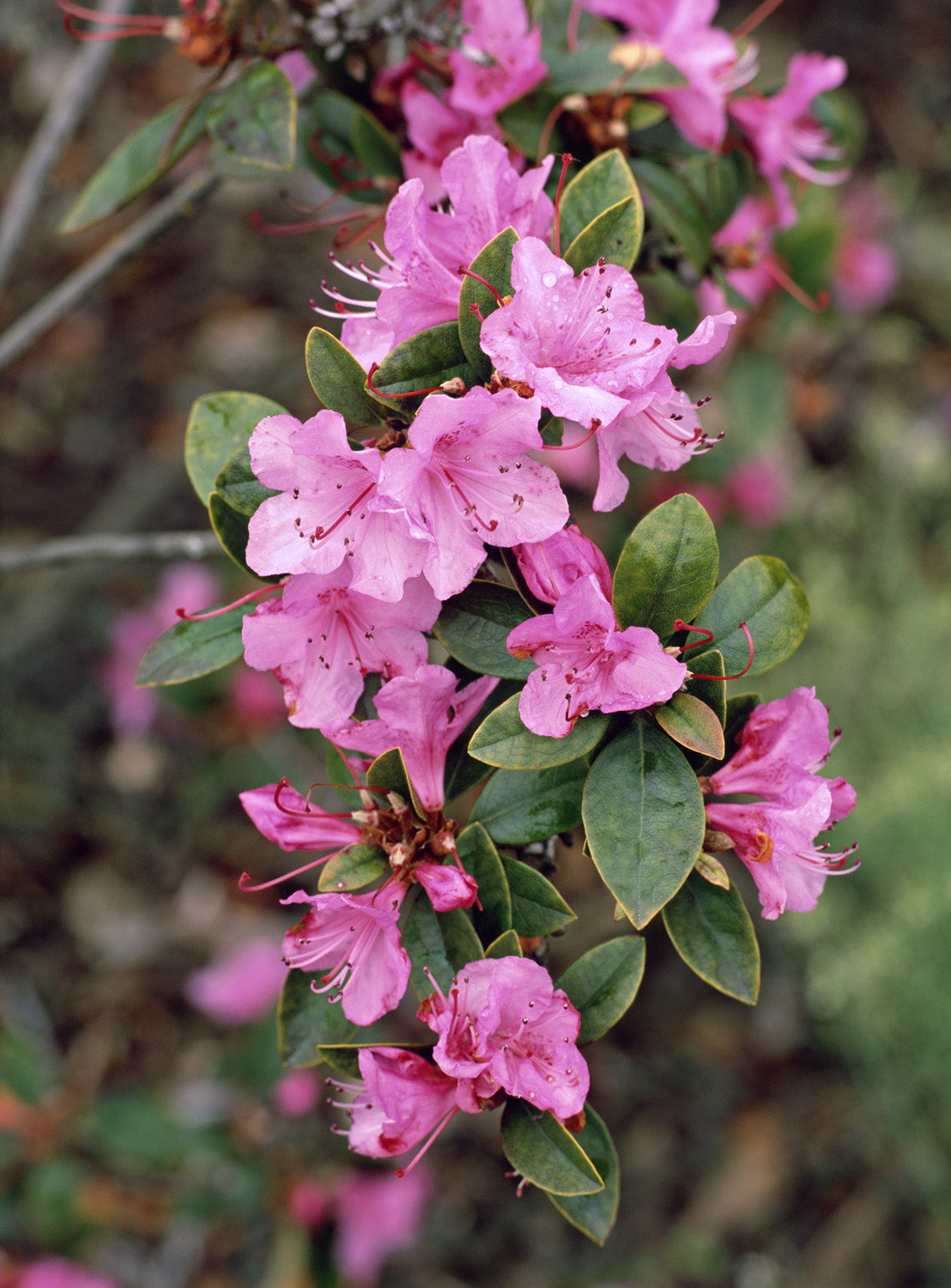 Azalea Tradition Pink