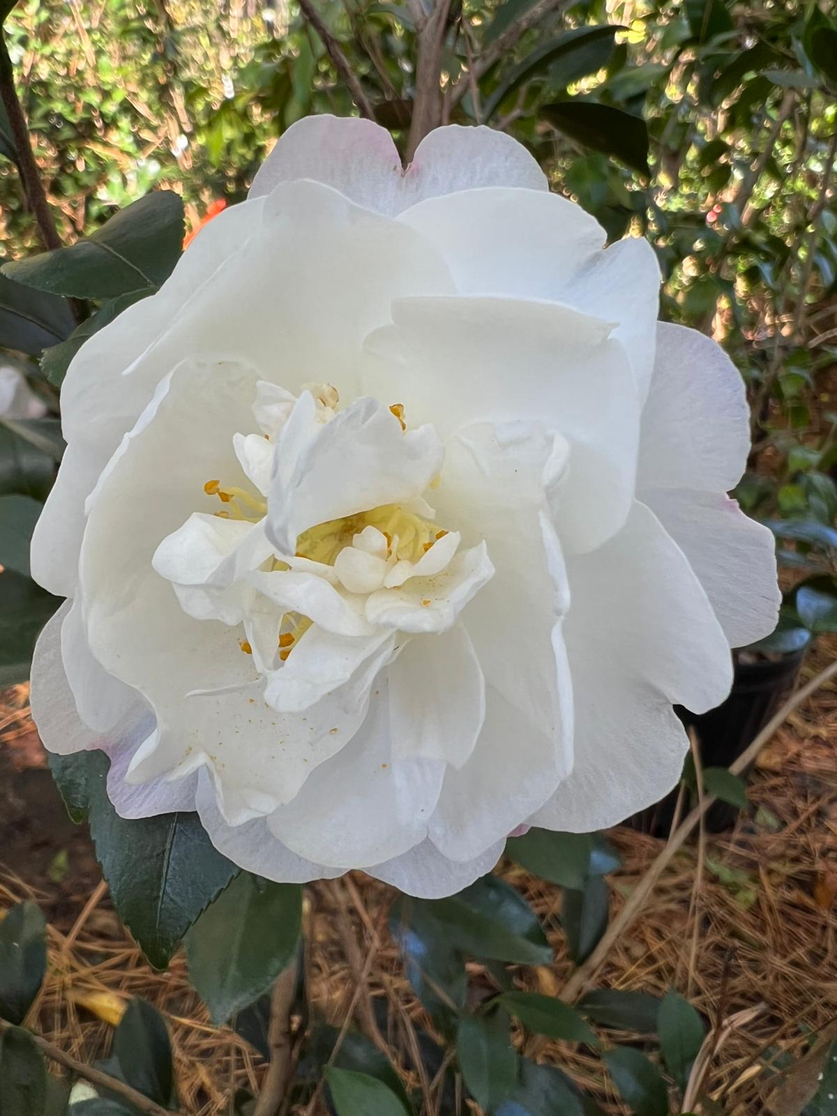 Camellia Autumn Rocket Plant-Stunning White Blooms