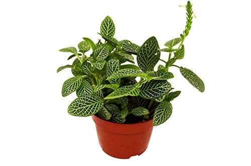 Fittonia &