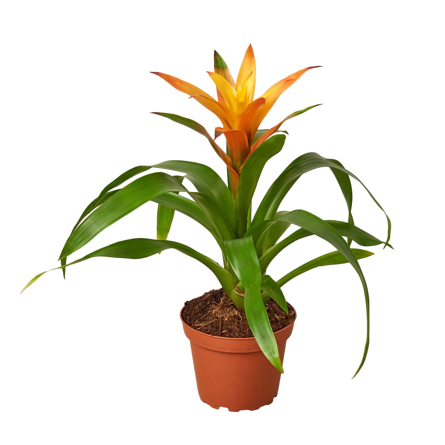 Guzmania Bromeliad &