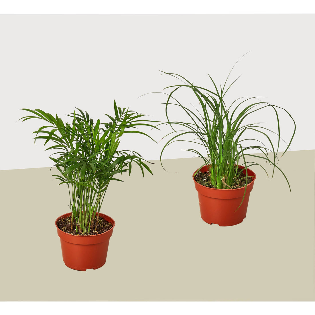 2 Palm Variety Pack / 4&quot; Pots / Live Plant / House Plant