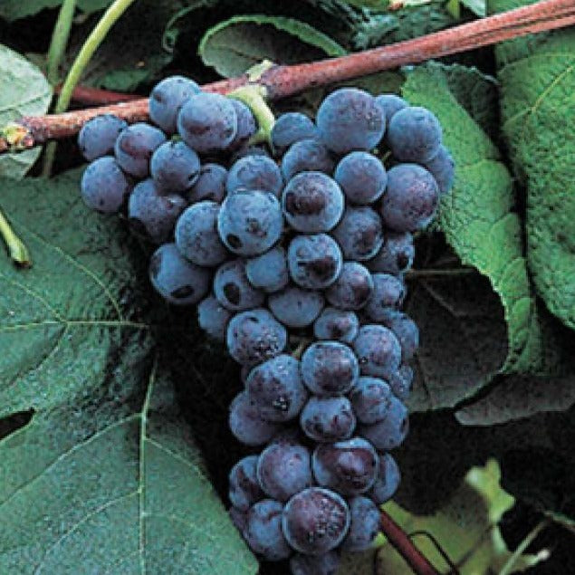 Mars Black Seedless Grape Vine