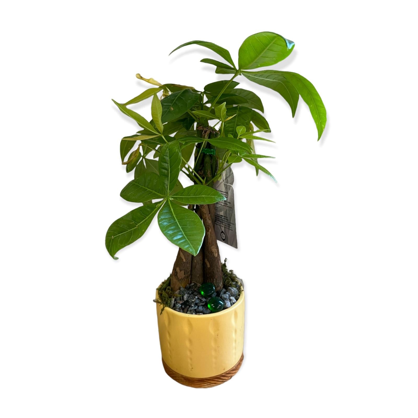 Bonsai Money Tree (Live Plant), Indoor/Outdoor Plant