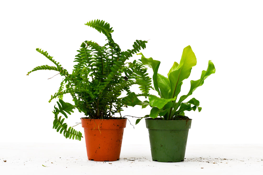 2 Fern Variety Pack - 4&quot; Pot