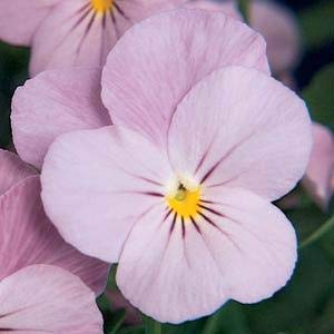 (3.5 Feet Pot/18 Count Flat) Viola Sorbet® Lilac Ice-Soft Lilac Petals with Purple Whiskers and Yellow Eye. Flowers Are Fragrant.