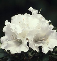 Autumn Angel Encore Azalea- Dwarf Azalea, Pure White Blooms, Blooms In Multiple Seasons