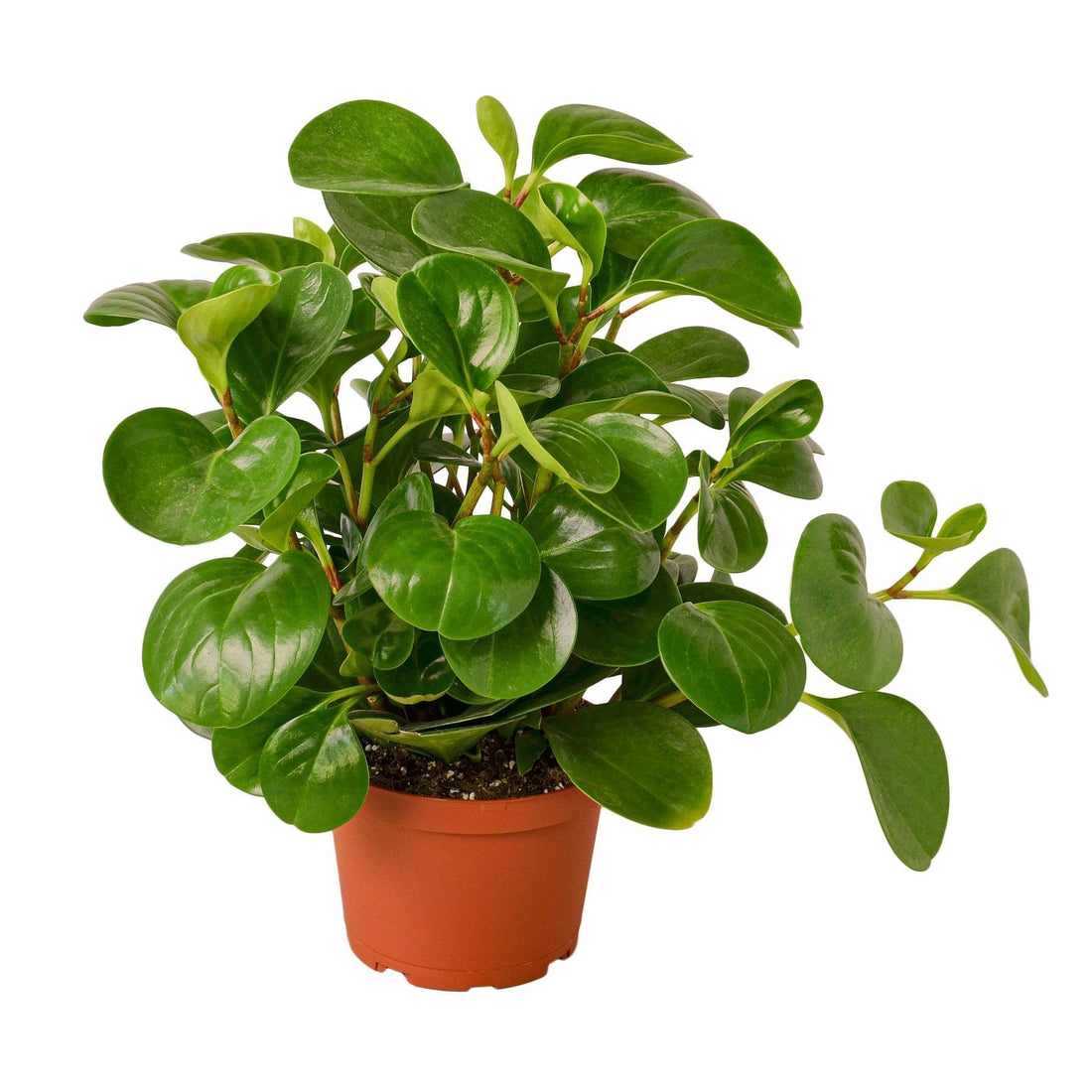 Peperomia Thailand - 6&quot; Pot - NURSERY POT ONLY