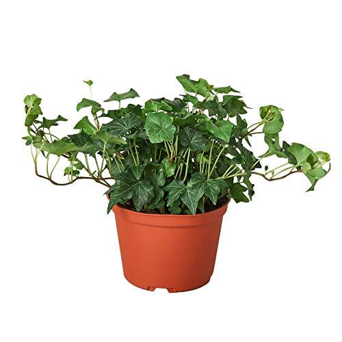 English Ivy Green California - 6&quot; Pot - NURSERY POT ONLY