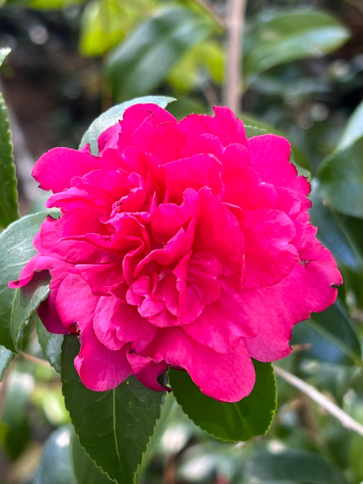 Camellia Alabama Beauty- Stunning Rosy-Red Blooms