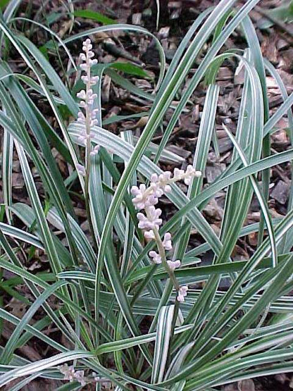 (1 Gallon) Liriope Spicata Silver Dragon- a Perennial with Dark Green, Narrow, Grass-Like Foliage Highlighted By Silvery White Vertical Striping.