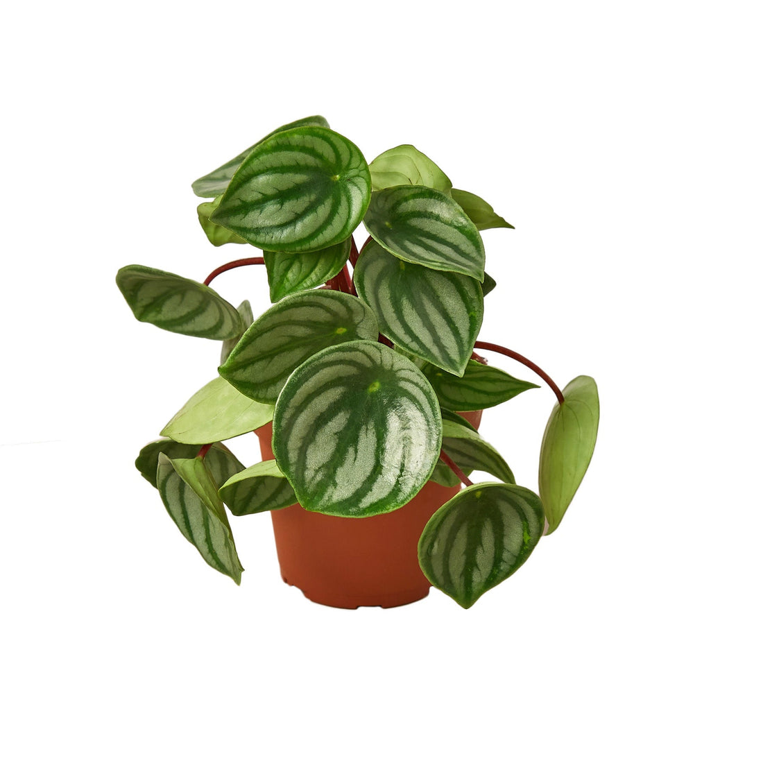 Peperomia Watermelon - 4&quot; Pot - NURSERY POT ONLY