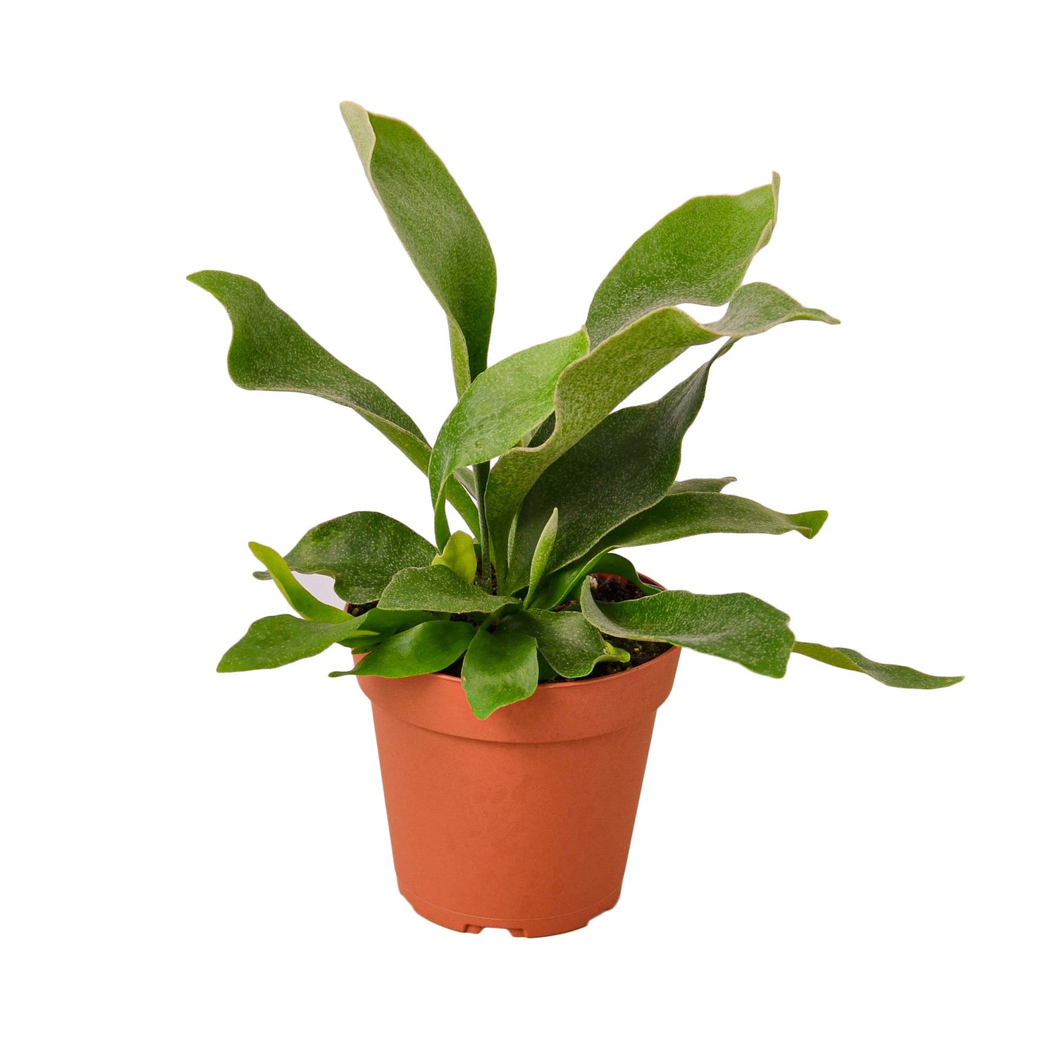 Staghorn Fern - 4&quot; Pot - NURSERY POT ONLY