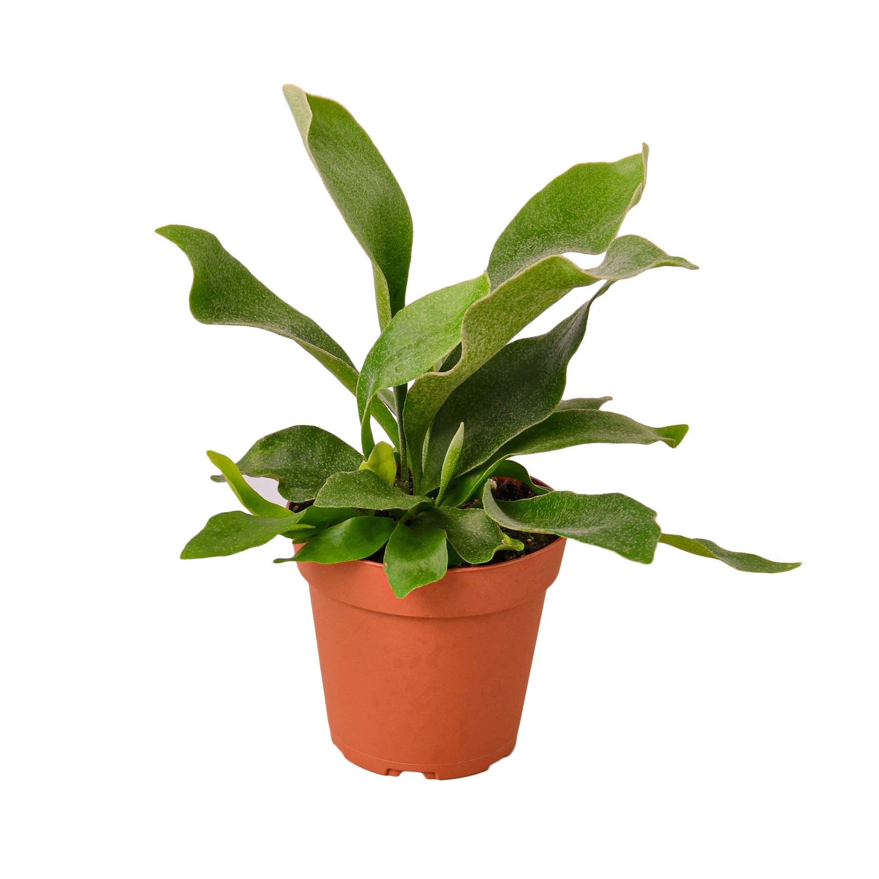 Staghorn Fern - 4&quot; Pot - NURSERY POT ONLY