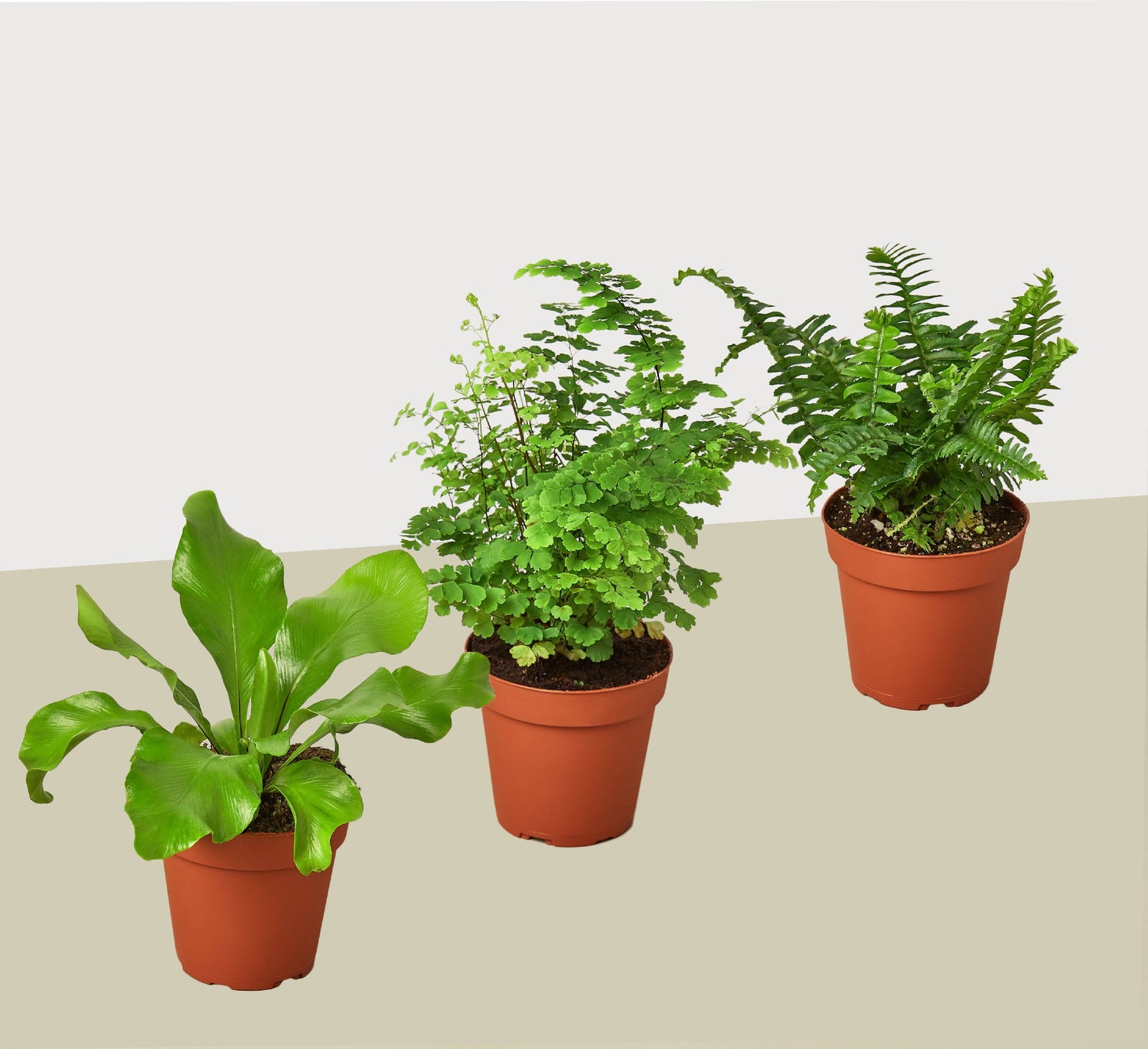 3 Fern Variety Pack - Live Plants - FREE Care Guide - 4&quot; Pot - House Plant