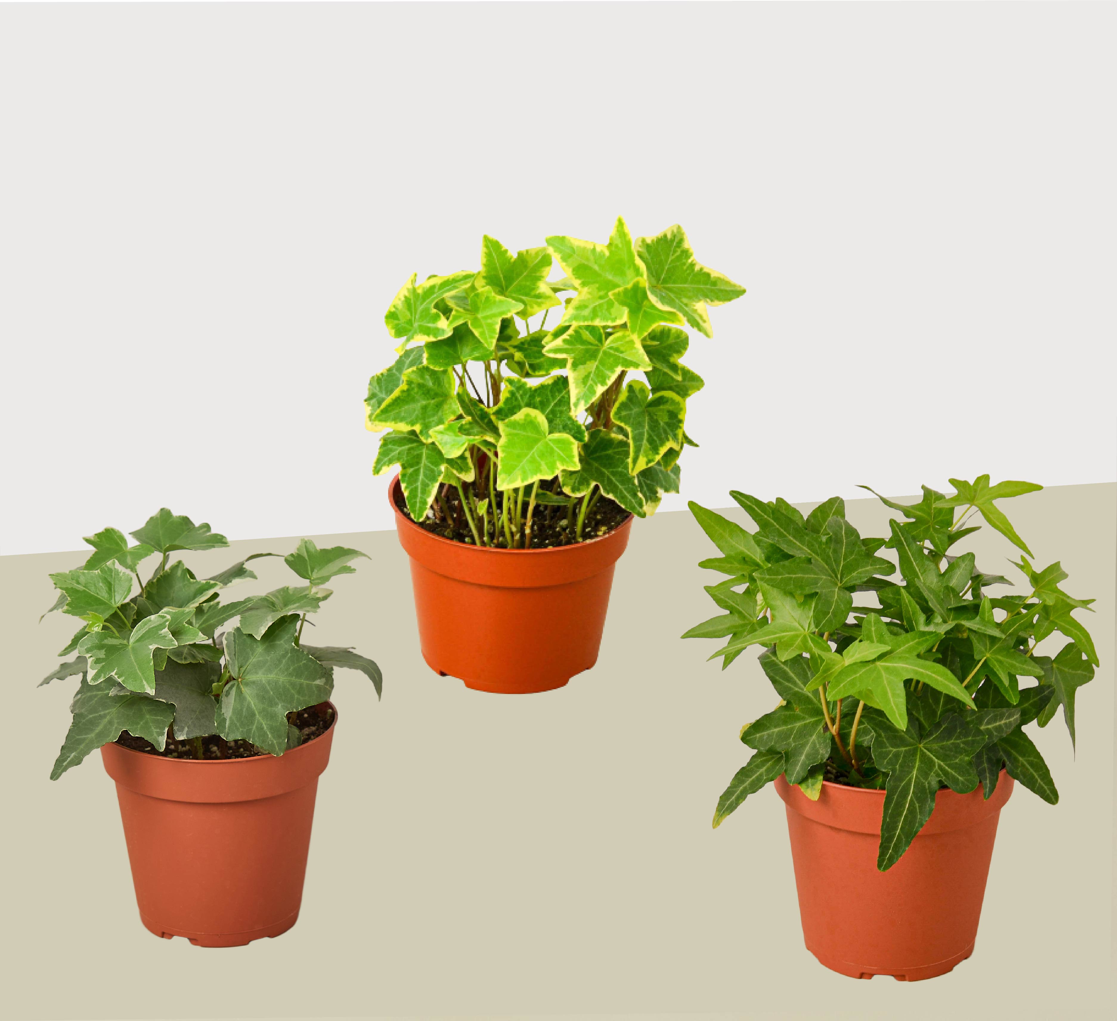3 Different English Ivy Plants - 4&quot; Pot - Live House Plant